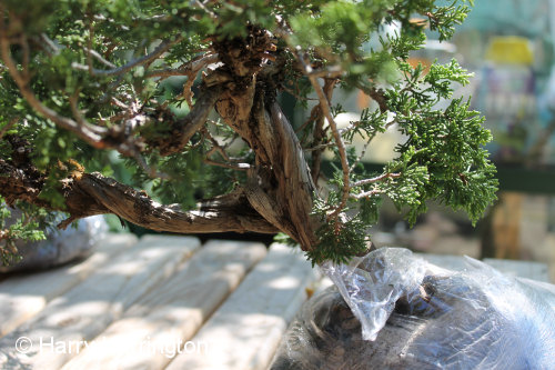 juniper bonsai